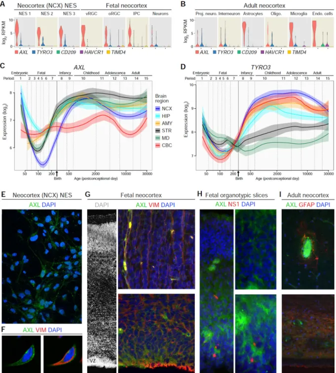 Figure 4. NES Cells and RGCs Express Candidate ZIKV Entry Receptors AXL and TYRO3 (A and B) Violin plots of candidate entry factor gene expression distributions in NCX-NES  and donor-matched NCX single cells (A) or adult NCX (B)