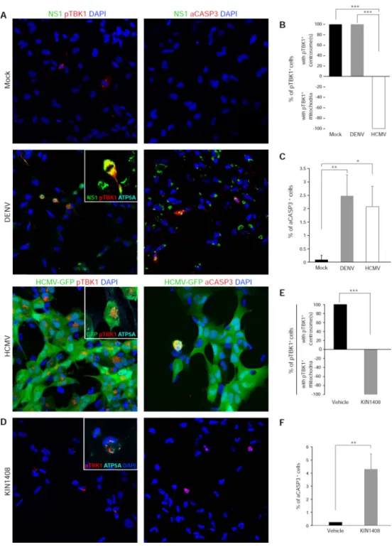 Figure 6. Relocalization of pTBK1 by Other Viruses and Innate Immune Stimulation in NES  Cells