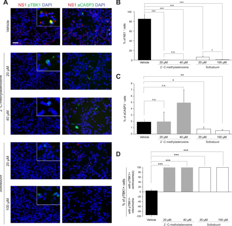 Figure 7. Nucleoside and Nucleotide Analogs Inhibit ZIKV Replication and Protect NES Cells (A) Representative pictures showing 2´-C-methyladenosine and Sofosbuvir treatment on  ZIKV-infected NES cells at DPI 3.5