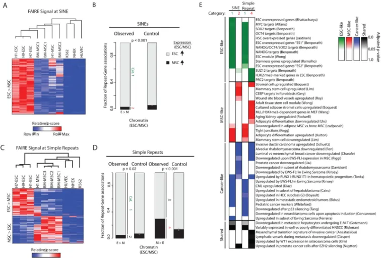 Figure 5. Repetitive elements undergo chromatin remodeling during differentiation