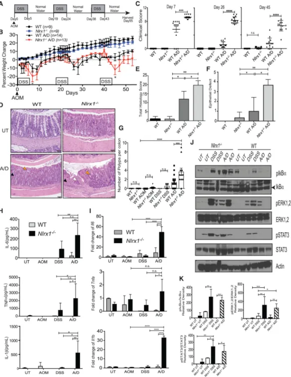 Figure 1. Nlrx1 Deficiency Leads to Increased Inflammation and Colitis-Associated  Tumorigenesis
