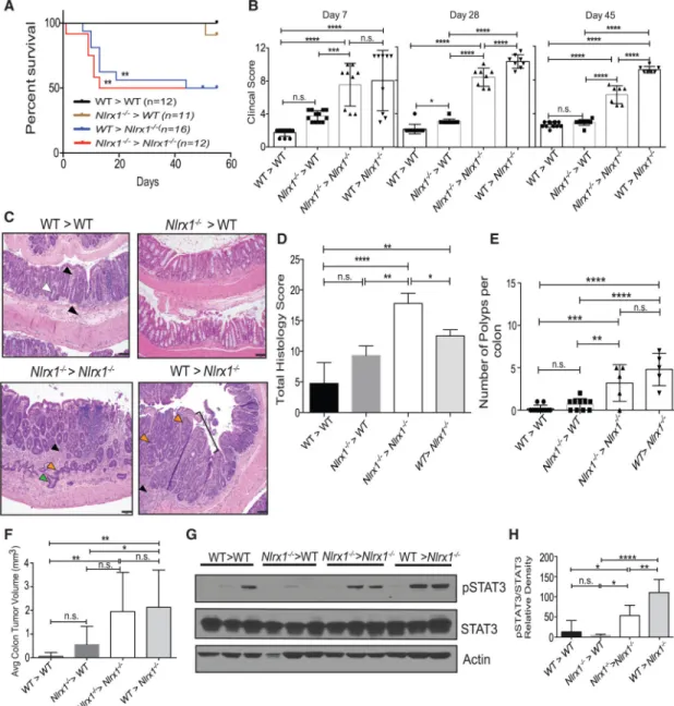 Figure 2. Nlrx1 Expression in the Non-hematopoietic Compartment Is Primarily Required for  Protection against AOM/DSS-Induced Tumorigenesis