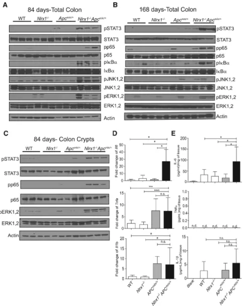 Figure 5. Nlrx1 Deficiency Contributes to Exacerbated NF-κB, MAPK, and STAT3 Activation  and IL-6 Production in the Apc min/+  Model