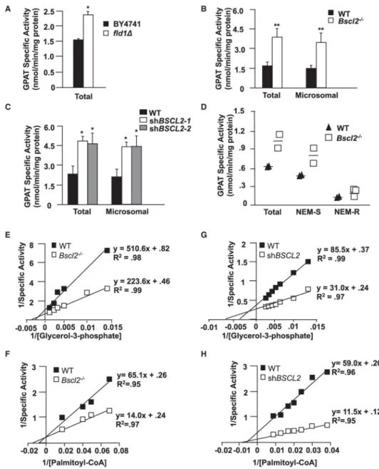 Figure 3. GPAT Activity Is Significantly Increased and GPAT Kinetics Are Altered in SEIPIN- SEIPIN-Deficient Cells and Tissues