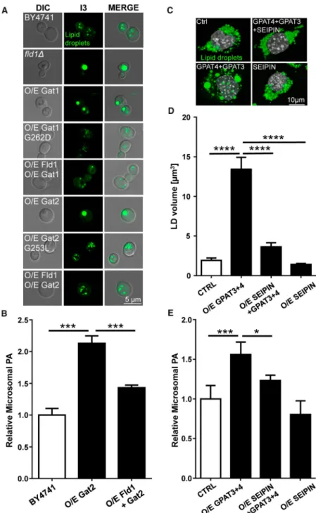 Figure 4. Increased GPAT Activity Underpins the Change in LD Morphology in SEIPIN- SEIPIN-Deficient Cells