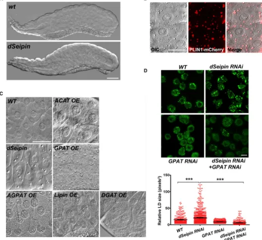 Figure 5. SEIPIN and GPAT Functionally Interact in Drosophila