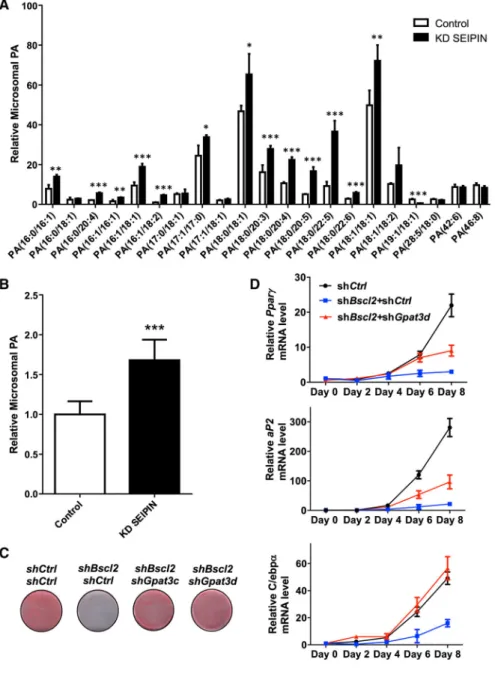 Figure 6. Increased GPAT3 Activity Impairs Adipogenesis in SEIPIN-Deficient Preadipocytes (A and B) Lipidomic analysis of microsomal PA in control and shBSCL2 3T3L1  preadipocytes