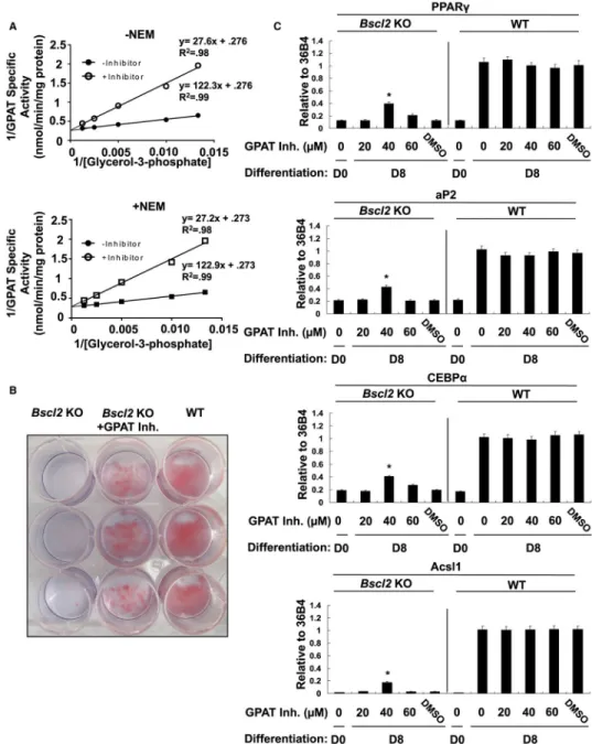 Figure 7. GPAT Inhibitor Can Partially Rescue the Differentiation of Seipin −/−  Preadipocytes (A) Glycerol-3-phosphate dependence of GPAT was determined by incubating 10–20 μg  total particulate in the presence of 82.5 μM 16:0 CoA and varying the concentr