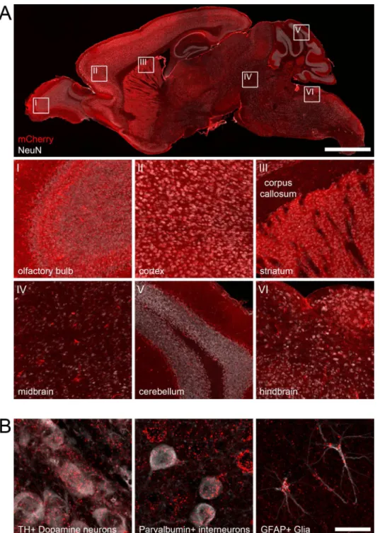 Figure 2. Widespread expression of hM3Dq-mCherry after recombination of RC::FL-hM3Dq by  ubiquitous Flp and Cre driver alleles