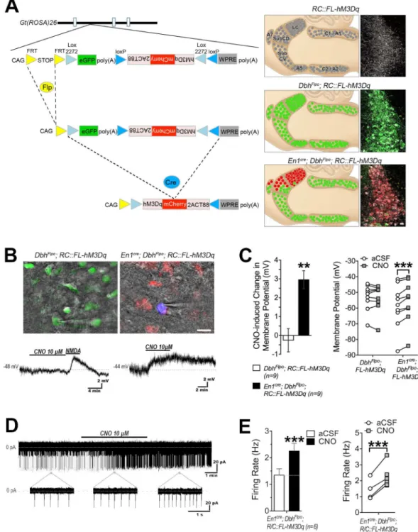 Figure 4. Intersectional genetic strategy for selective, noninvasive expression of hM3Dq and  activation of the LC complex