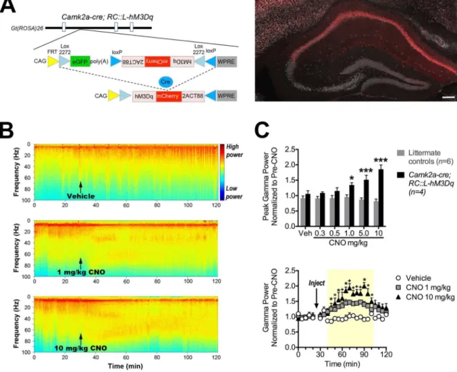 Figure 6. Dose-dependent induction of hippocampal gamma oscillations by CNO in mice  expressing hM3Dq-mCherry in Camk2a+ neurons