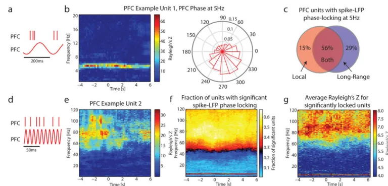Figure 6. Both theta and high gamma activity were involved in the local organization of spiking  activity in PFC