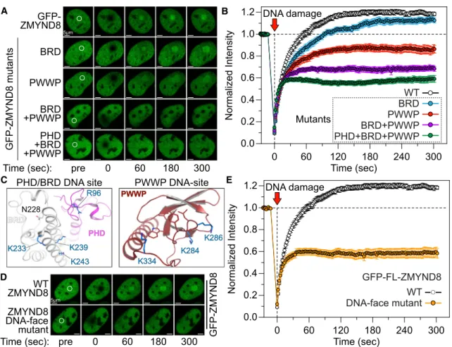 Figure 6. ZMYND8 Reader Interactions Control Recruitment to DNA Damage Sites