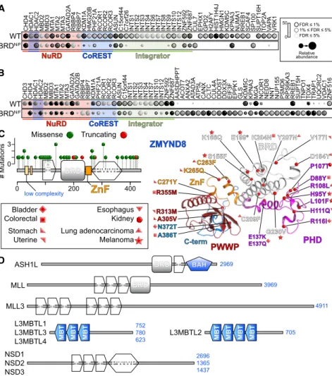 Figure 7. ZMYND8 Reader Interactions Control the Assembly of Transcriptional Complexes