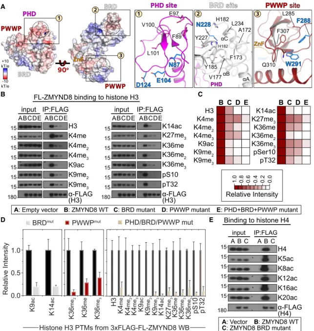 Figure 3. ZMYND8 Binds to Histone H3 in Cells through Its Reader Domains