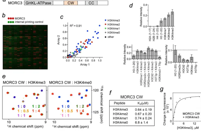 Figure 2. MORC3-CW binds to the histone H3 tail