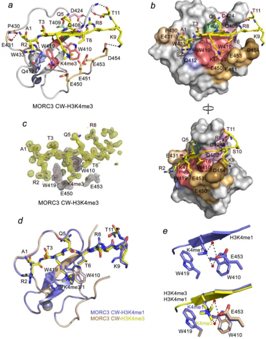 Figure 3. The molecular basis for recognition of H3K4me3 and H3K4me1 by MORC3-CW (a) The ribbon diagram of the MORC3 CW domain in complex with H3K4me3 peptide  (yellow)