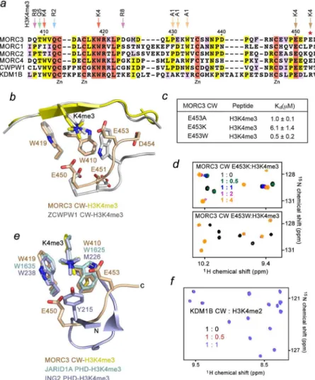 Figure 4. The end-wall residues control selectivity of MORC3-CW