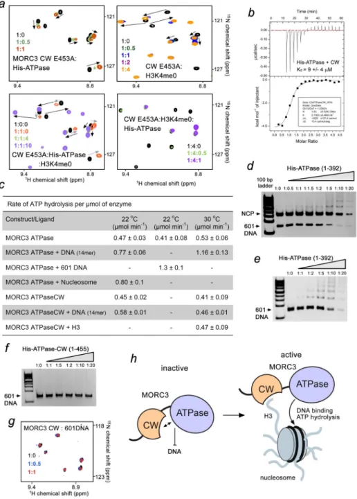Figure 6. MORC3 is an ATPase