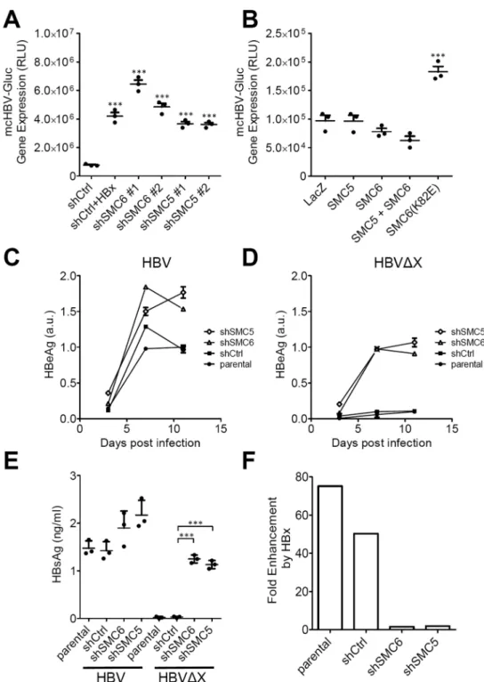 Figure 4. HBx targets SMC5/6 to enhance HBV gene expression and HBV replication (A) Knockdown of SMC5 or SMC6 enhances HBVΔX minicircle mcHBV-Gluc gene  expression