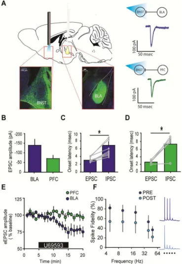Figure 2. KOR-mediated inhibition of eEPSCs is pathway specific
