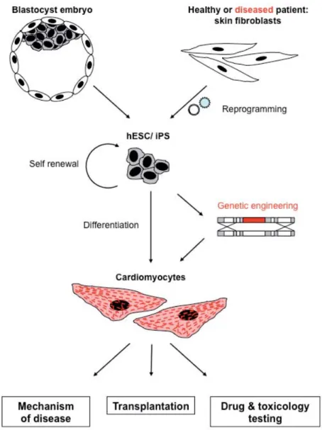 Fig 1: Humane hartcellen van pluripotente stamcellen hebben veel verschillende toepassingen in de geneeskunde