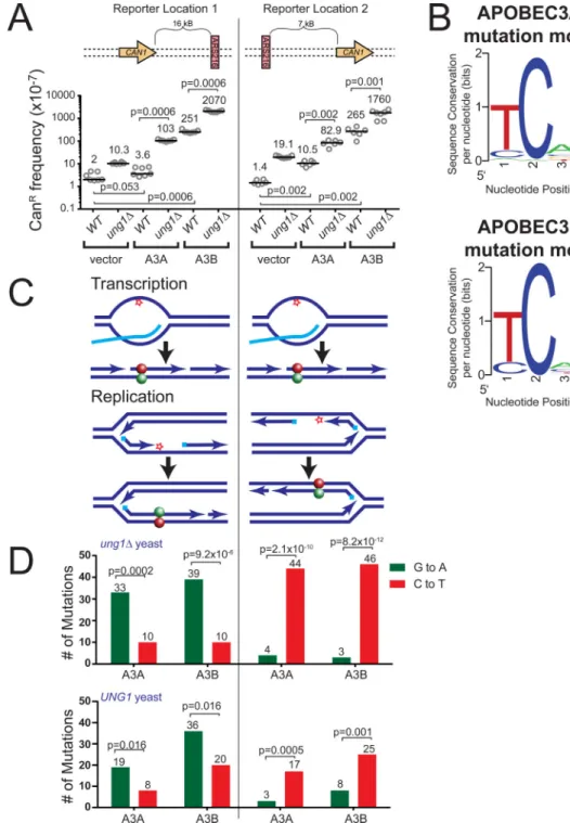 Figure 1. APOBEC3A and 3B induce strand-bias mutations around ARS216