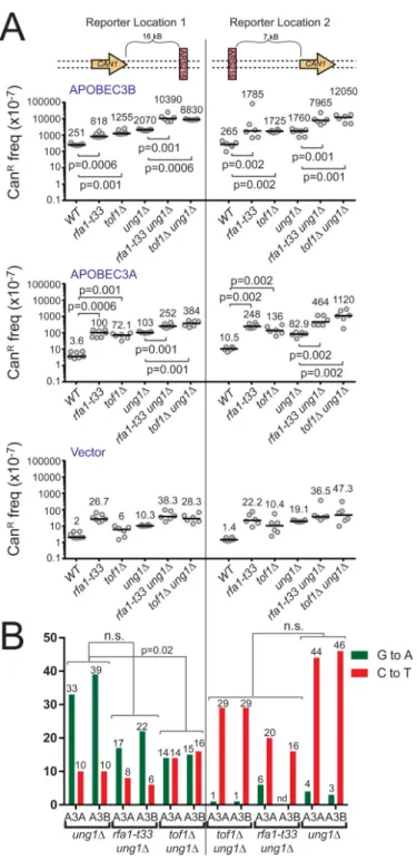 Figure 3. Deletion of replication fork stability factors exacerbates A3A- and A3B-induced  mutagenesis around ARS216