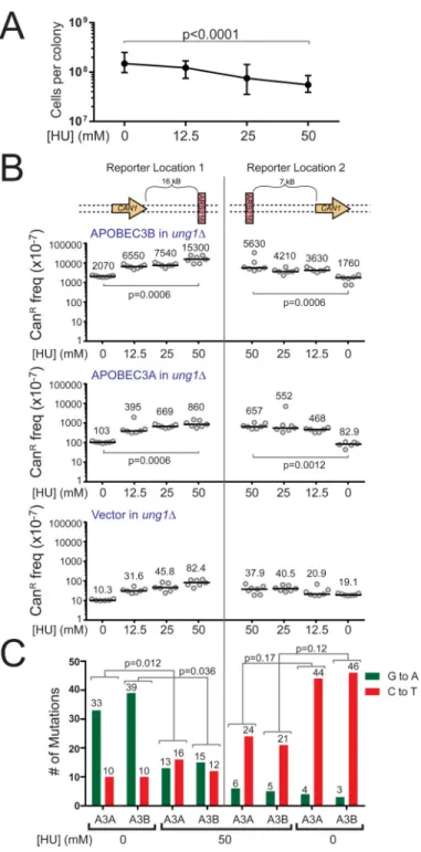 Figure 4. Chemically-induced replication stress augments A3A- and A3B-induced mutagenesis (A) HU treatment causes a dose-dependent decrease in cell growth in ung1Δ yeast
