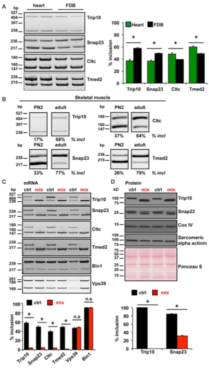 Figure 1. Modulation of Endogenous AS In Vivo Is Highly Efficient