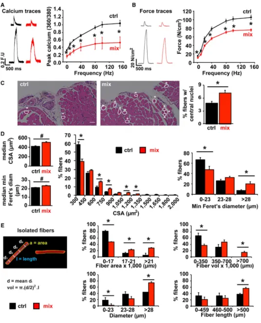 Figure 2. AS Modulation Reduces Muscle Force Generation and Calcium Release and Induces  Centralized Nuclei and Myofiber Enlargement
