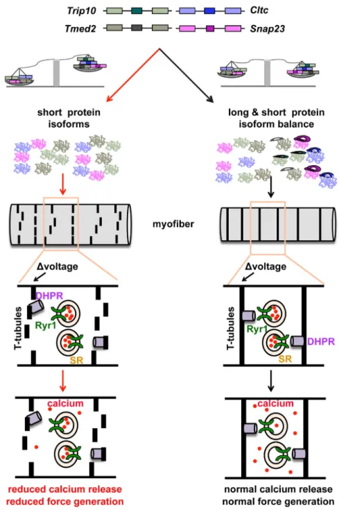 Figure 5. Summary