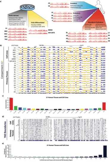 Figure 1. Global features of 3D genome organization in 7 cell lines and 14 adult tissues a) Illustration of the primary 21 Hi-C datasets analyzed, depicting the cell (left panel) or  tissue (right panel) origin of the samples, as well as the germ layer ori