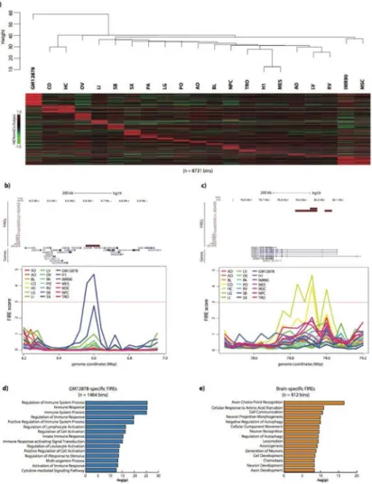 Figure 3. FIREs are tissue-type specific and enriched near genes involved in tissue function a) At the top, a dendrogram resulting from hierarchical clustering analysis using  genome-wide FIRE scores for each sample