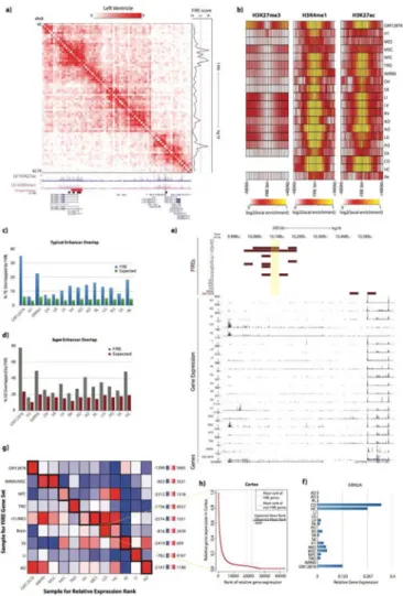 Figure 4. FIREs are enriched for active enhancers and positioned near sample-specific gene  expression