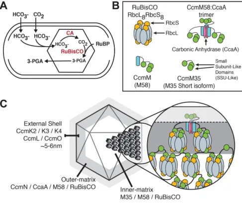 FIGURE 1:  Current model of the cyanobacterial carboxysome internal structure. 