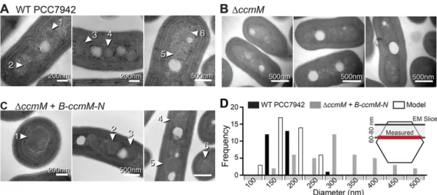 FIGURE 3:  Transmission electron micrographs show the formation of carboxysomes in ∆ccmM cells complemented with  fluorescently tagged ccmM