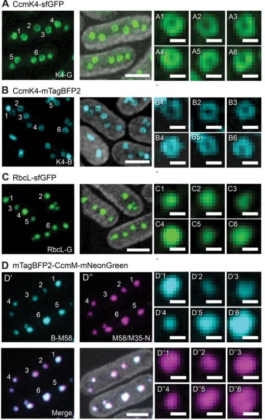 FIGURE 5:  3D-SIM of fluorescently tagged carboxysomes resolves the ring of the outer protein  shell and an absence of shell-like localization in either RuBisCO or CcmM labeled strains