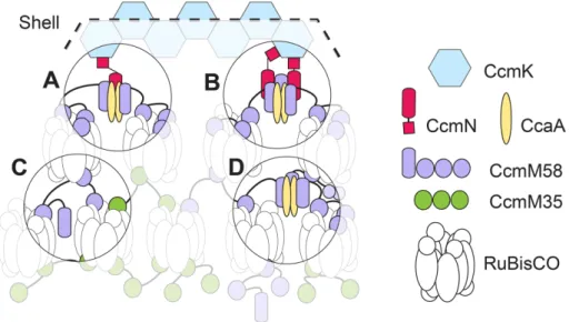 FIGURE 7:  Model of possible structural and functional roles of CcmM in the S. elongatus  β-carboxysome