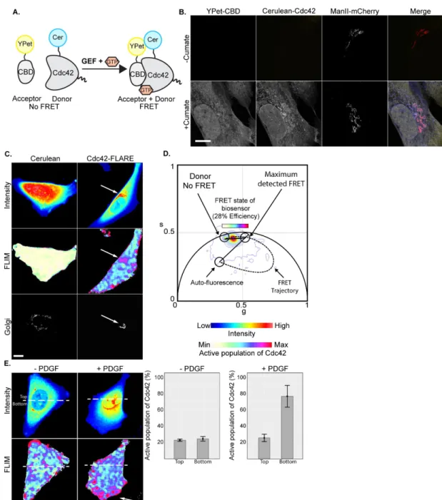 FIGURE 1:  Cdc42 activity inside a cell can be visualized with the phasor approach to FLIM-FRET