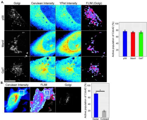 FIGURE 2:  FLIM-FRET measurements detect Cdc42 activity at the Golgi. (A) Cdc42 activity  measurements in a 25.29 × 25.29 µm 2  square containing the cis-, medial-, or trans-Golgi  cisternae in U2OS-Cdc42-FLARE imaging cell lines constitutively expressing 
