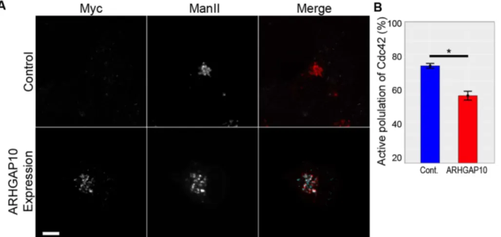 FIGURE 3:  ARHGAP10 controls Cdc42 activity at the Golgi. A construct encoding for a  myc-tagged ARHGAP10 truncation consisting of the PH and GAP domains, which mediate Golgi  localization, was transfected into the U2OS-Cdc42-FLARE imaging cell line that c