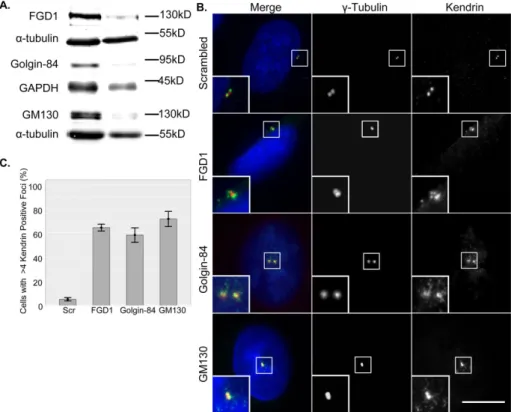 FIGURE 6:  Active Cdc42 at the PM is necessary for the control of normal centrosome  organization