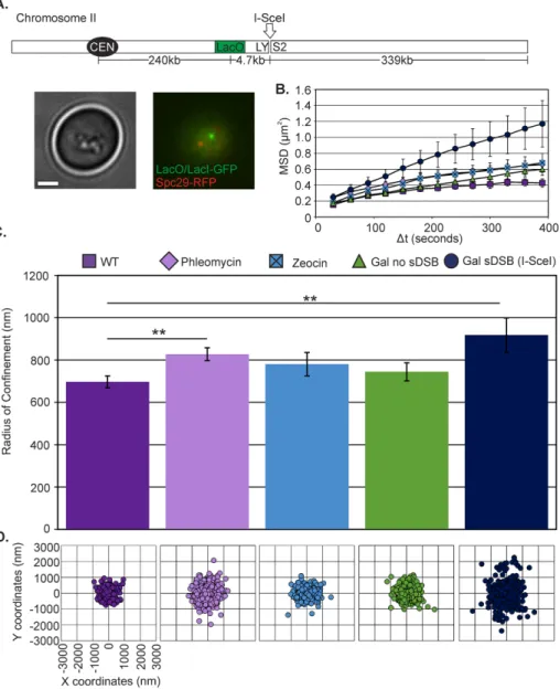Figure S1), mobility significantly increased to R c  = 828 ± 30 nm  (Student’s  t test, p  = 0.003; Figure 1, B–D, and Supplemental  Table S1)