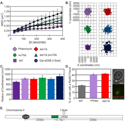 FIGURE 4:  Telomere detachment increases arm mobility. (A) MSD curves of LacO at 240 kb  from CEN2, WT (as in Figure 1A), plus phleomycin (n = 68), Gal sDSB (I-SceI; same as Figure 1A),  esc1Δ (n = 39), yku70Δ (n = 17), and esc1Δ yku70Δ (n = 47)