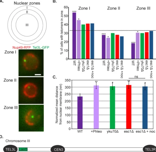 FIGURE 5:  DNA damage alters telomere positioning in a way quantitatively similar to esc1Δ and  yku70Δ
