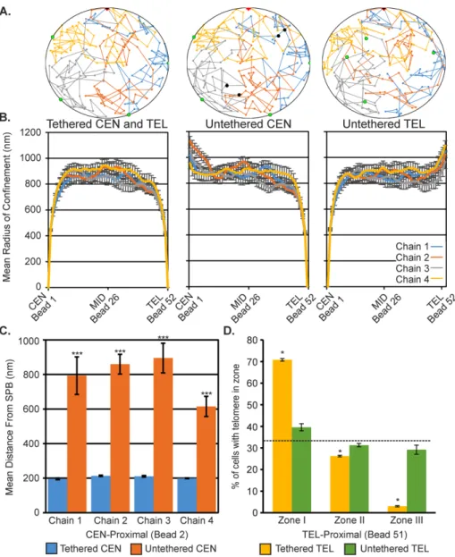 FIGURE 6:  Polymer simulations predict altered centromere and telomere localizations on  release of tethering