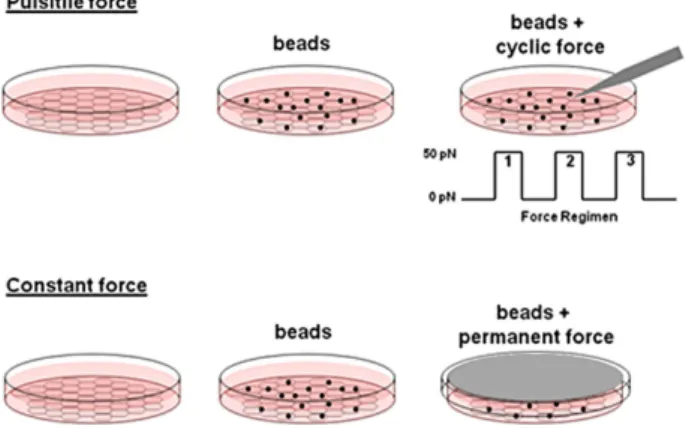 FIGURE 2:  Tension on JAM-A activates RhoA to increase cell stiffness. RhoA activity was  measured using RBD-pull-down assays on untreated HUVECs, HUVECs treated with  anti-JAM-A–coated beads, HUVECs with the same beads plus 3 min of continuous force (A), 