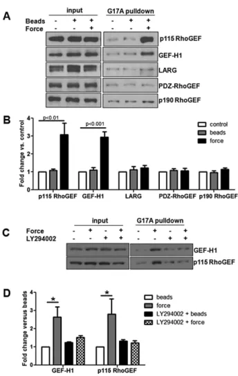 FIGURE 5:  JAM-A–mediated RhoA activation requires both GEF-H1  and p115 RhoGEF. HUVECs were transfected with control siRNA or  oligos designed against GEF-H1or p115 Rho GEF