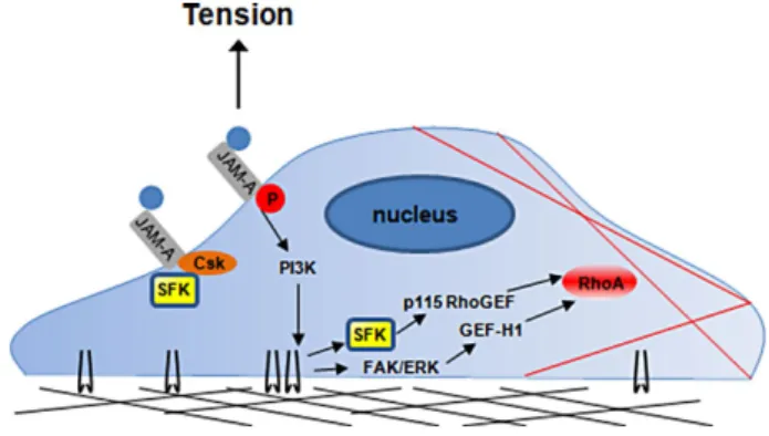 FIGURE 11:  Working model of RhoA activation in response to force  on JAM-A. Anti-JAM-A–coated magnetic beads engage JAM-A on  the cell surface